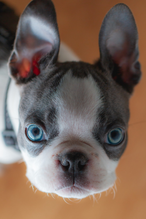 gray and white french bulldog puppy with big blue eyes